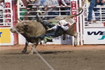  Bull Riding