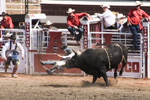 Bull Throwing