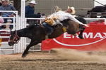  Bucking Bronco 7