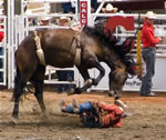  Bucking Bronco 16