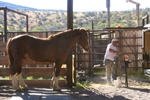Farrier at work