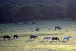 Horses at Sunset