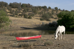 Red Boat - White Horse