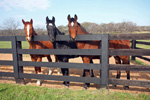  Star Gate Yearlings