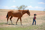  You Can Lead a Horse to Water...