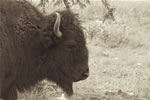 Buffalo